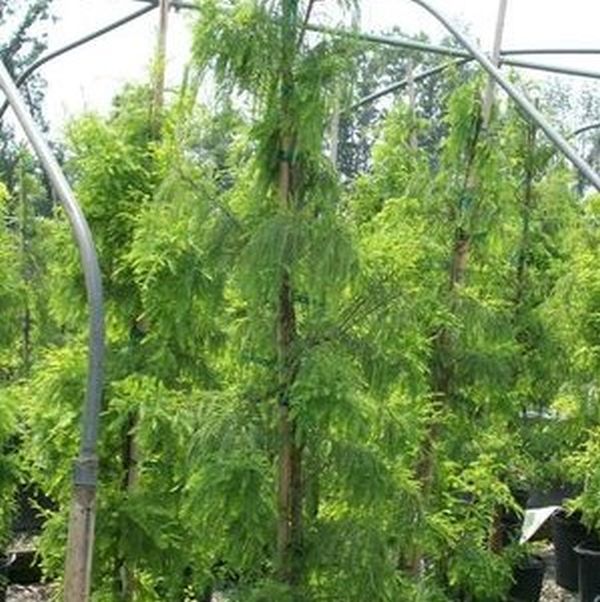 Shawnee Brave® Bald Cypress - Image 2