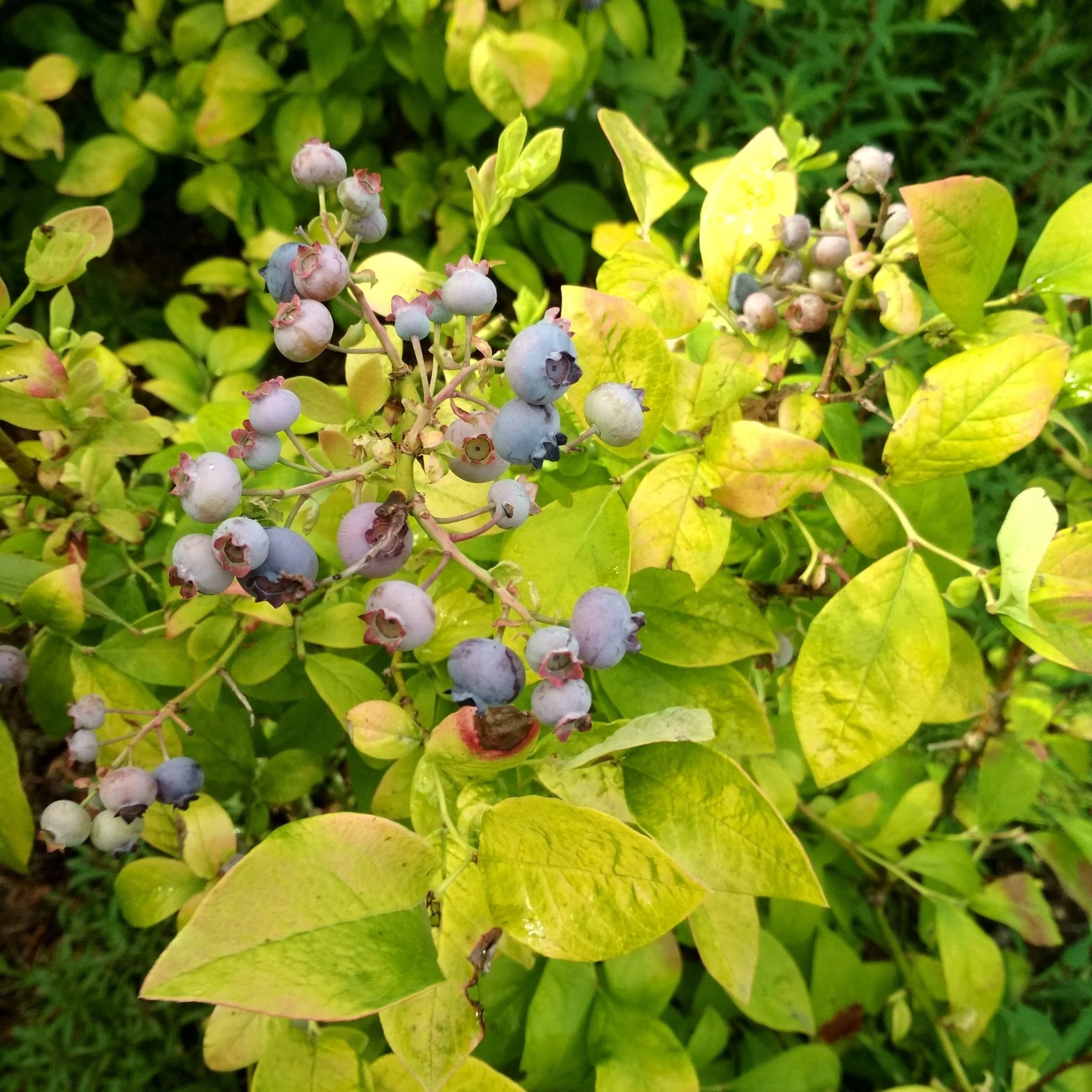 Sky Dew® Gold Blueberry