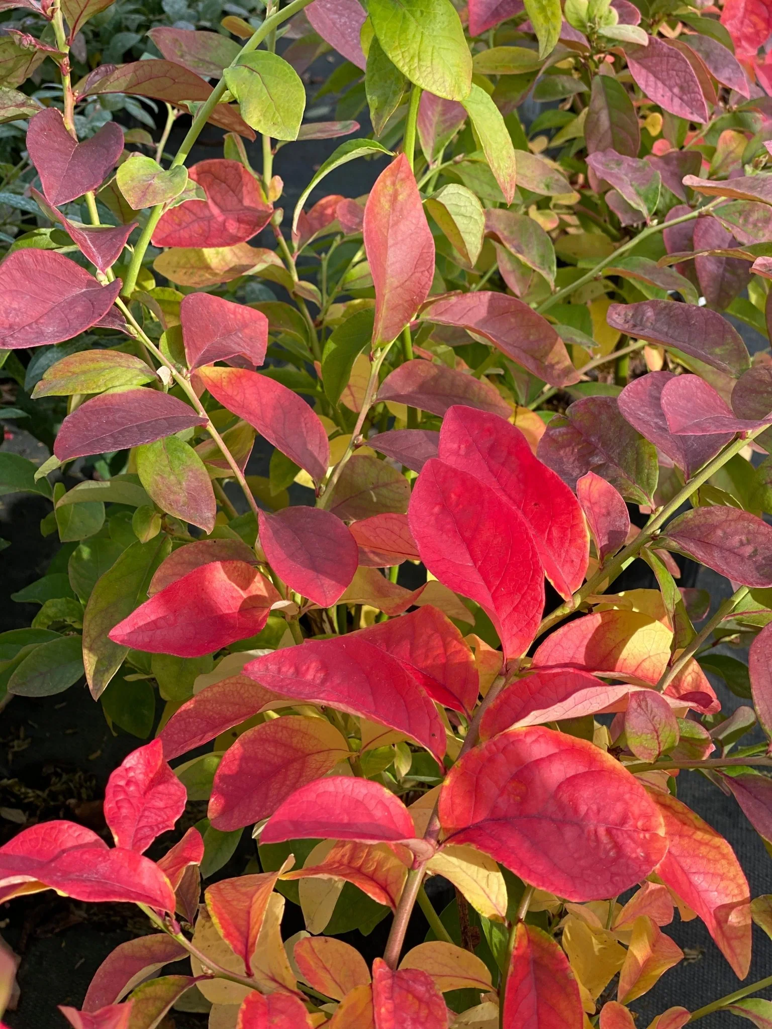 Sky Dew® Gold Blueberry - Image 3
