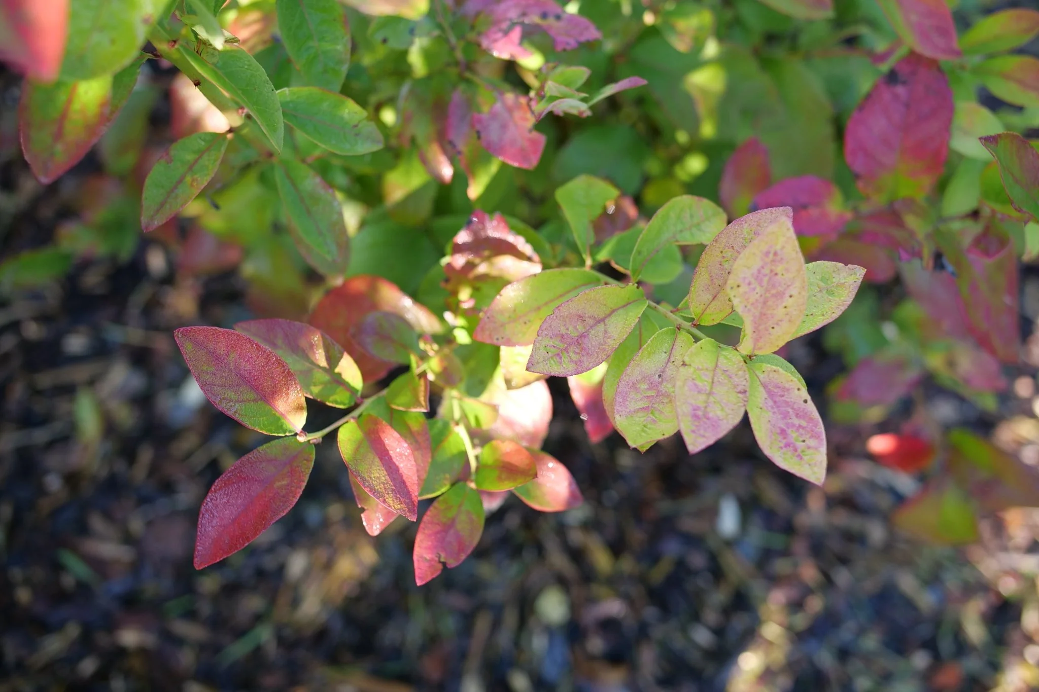 Sky Dew® Gold Blueberry - Image 4