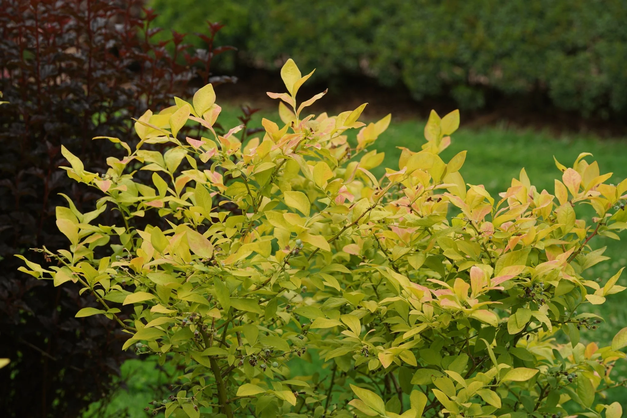 Sky Dew® Gold Blueberry - Image 5