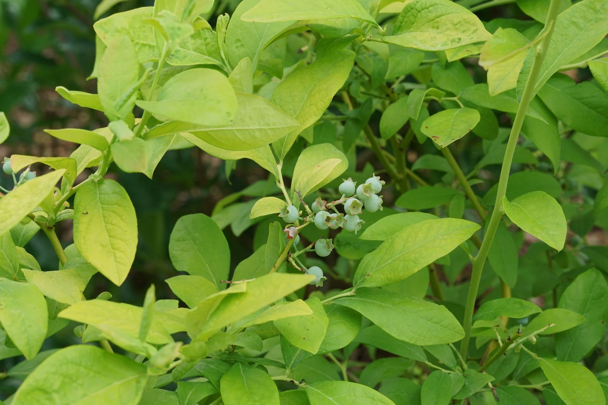 Sky Dew® Gold Blueberry - Image 6