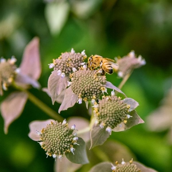 Smokey Mountain Mint
