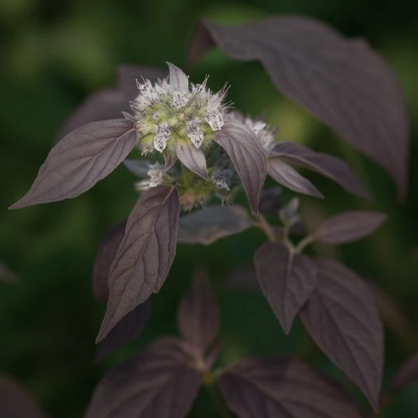 Smokey Mountain Mint - Image 2