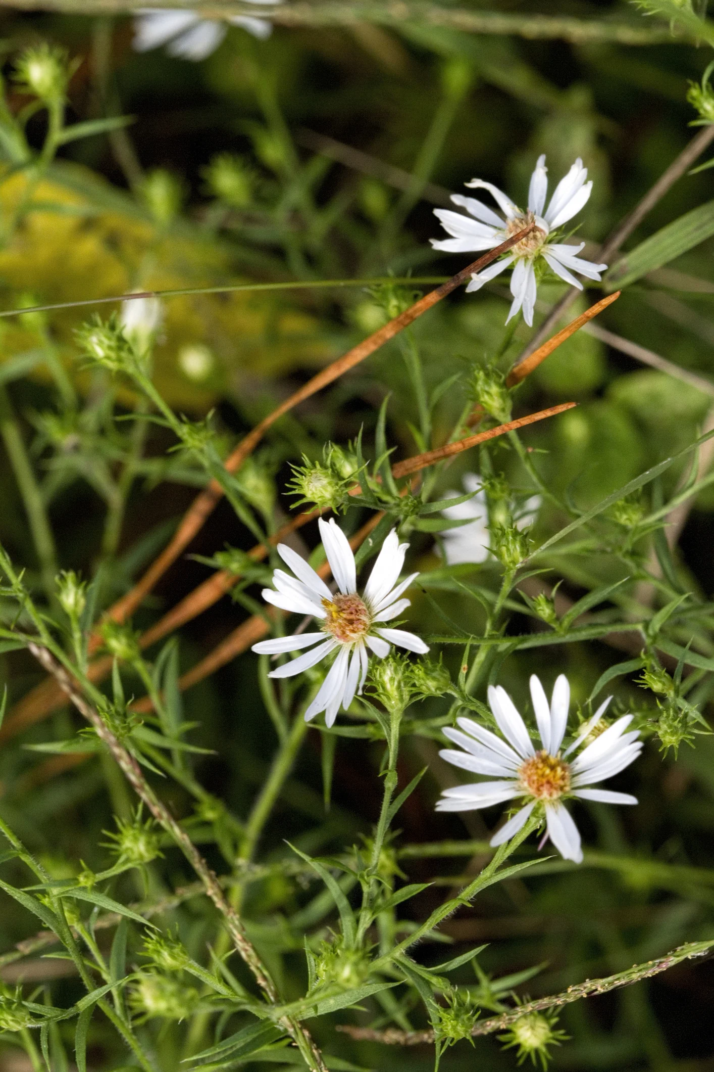 Snowbank False Aster - Image 2