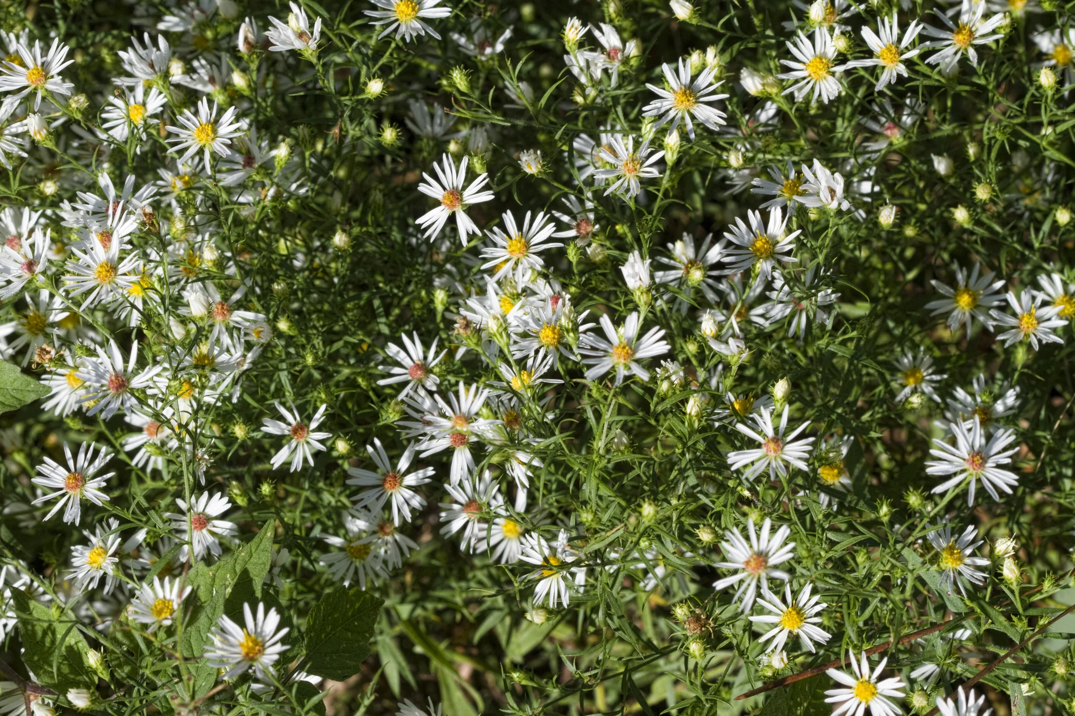 Snowbank False Aster - Image 3