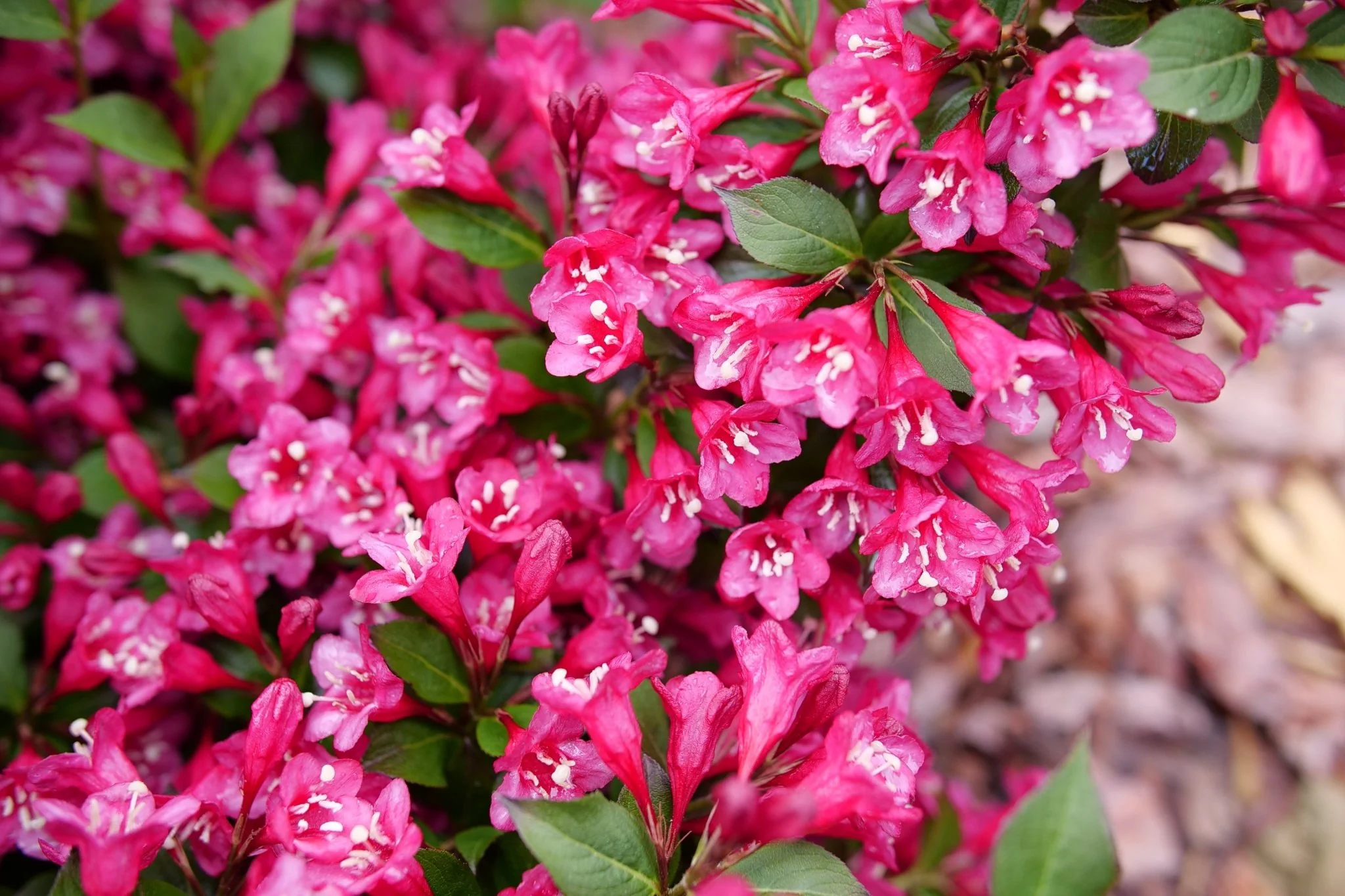 Sonic Bloom® Punch Weigela - Image 4