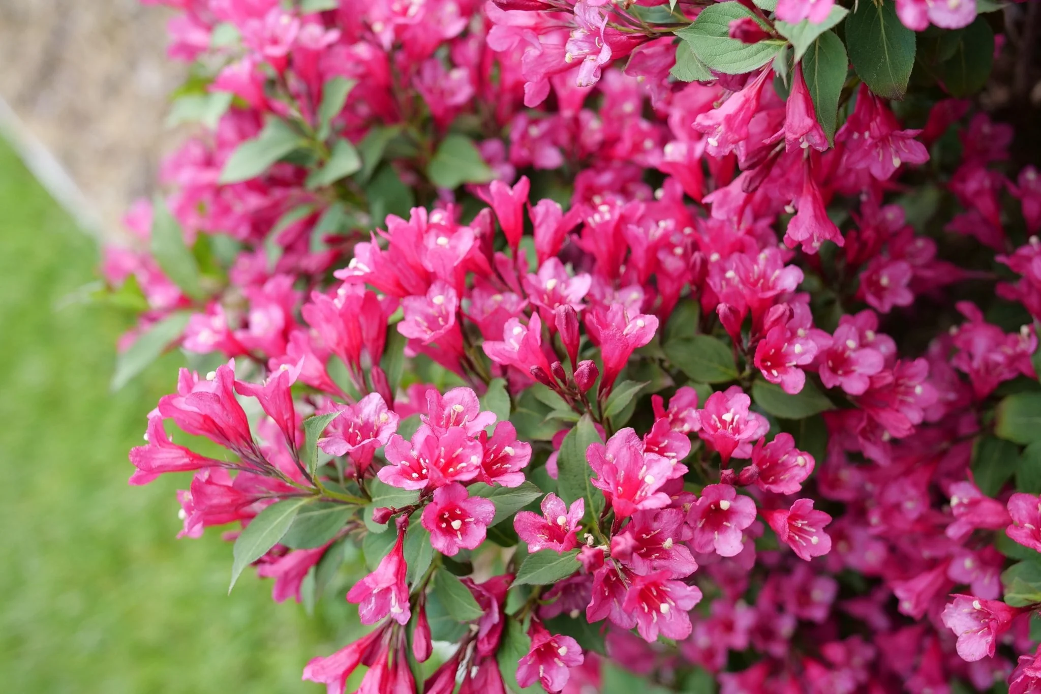 Sonic Bloom® Punch Weigela - Image 5