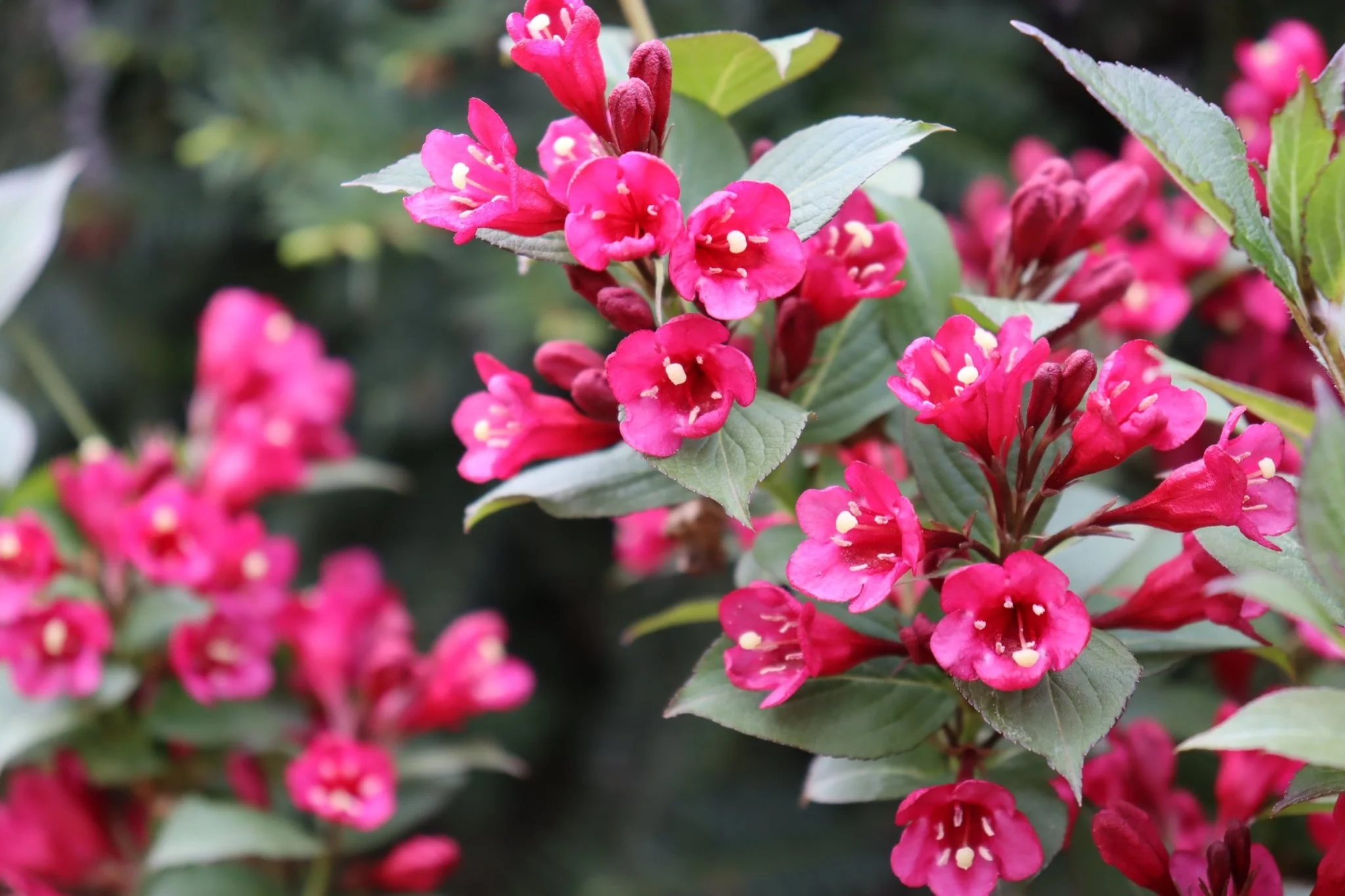 Sonic Bloom® Punch Weigela - Image 7