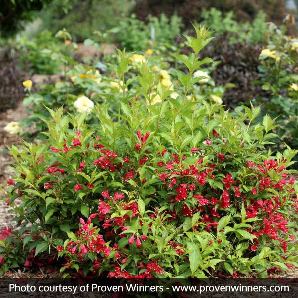 Sonic Bloom® Red Reblooming Weigela - Image 3