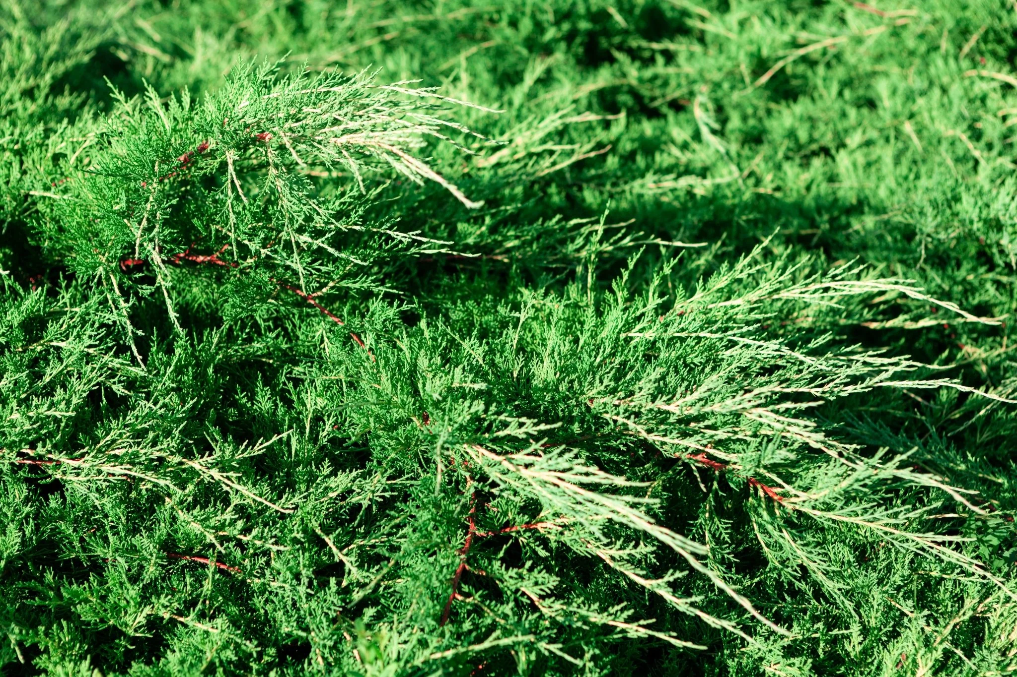 Spartan Juniper Tree