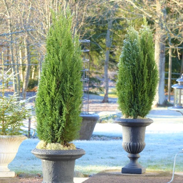 Spartan Juniper Tree - Image 2