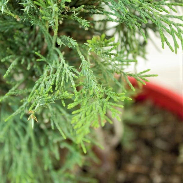 Spartan Juniper Tree - Image 3