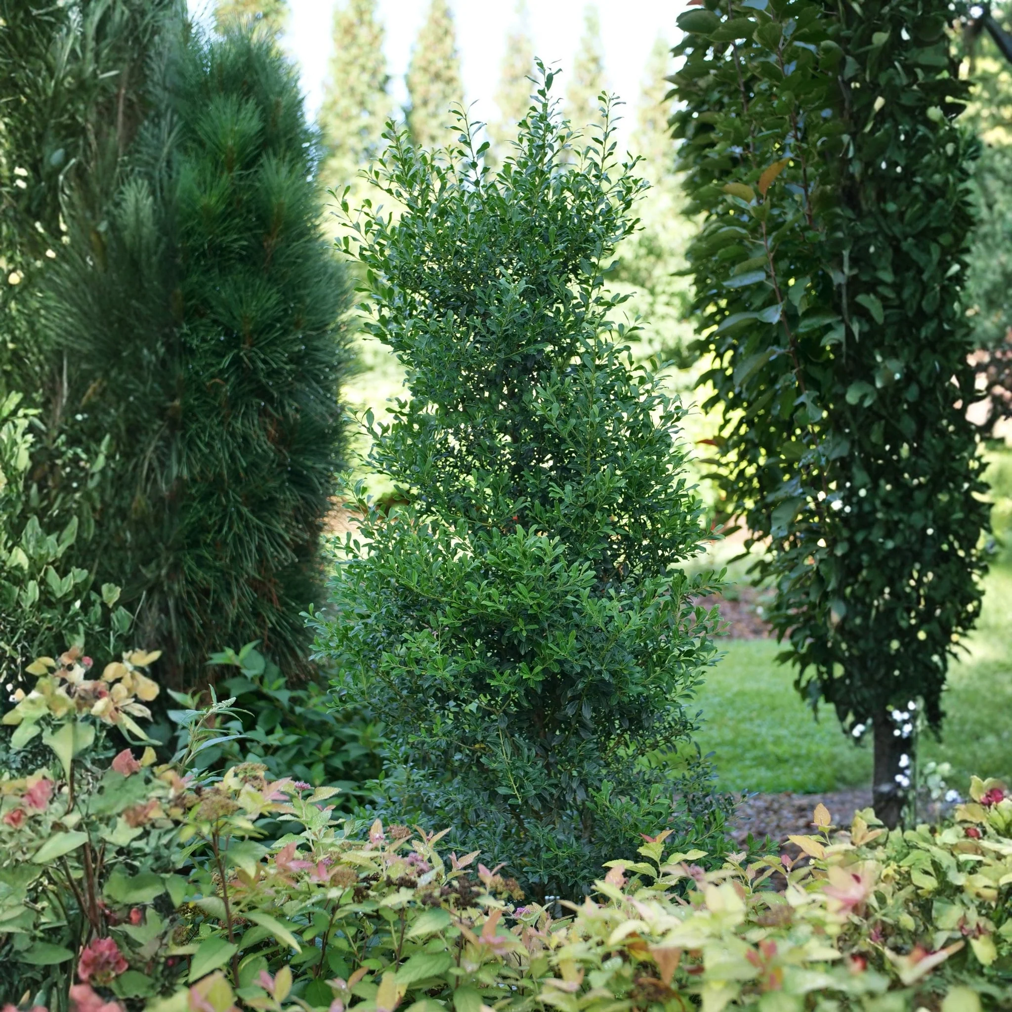 Squeeze Box® Inkberry Holly
