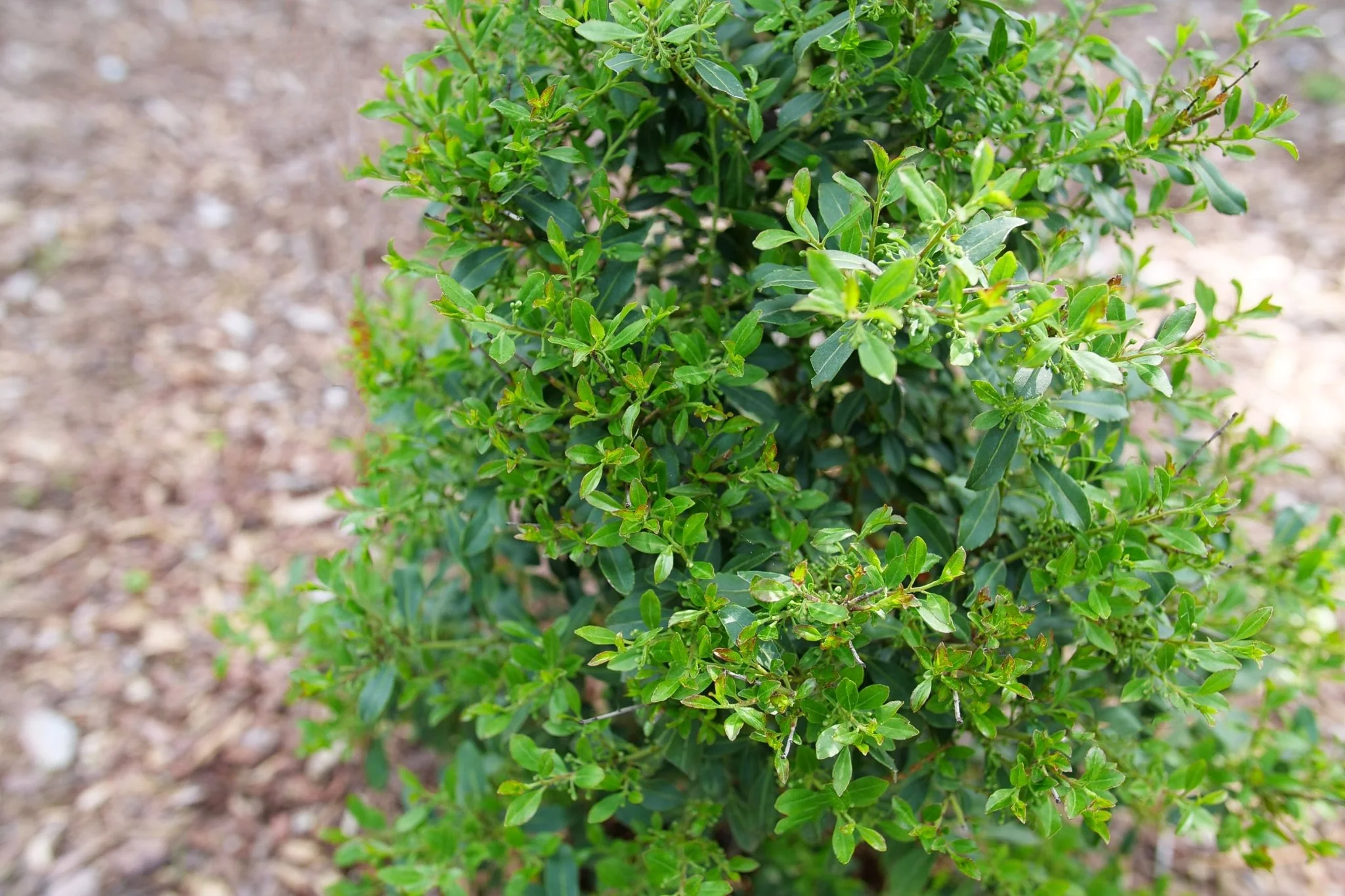 Squeeze Box® Inkberry Holly - Image 2
