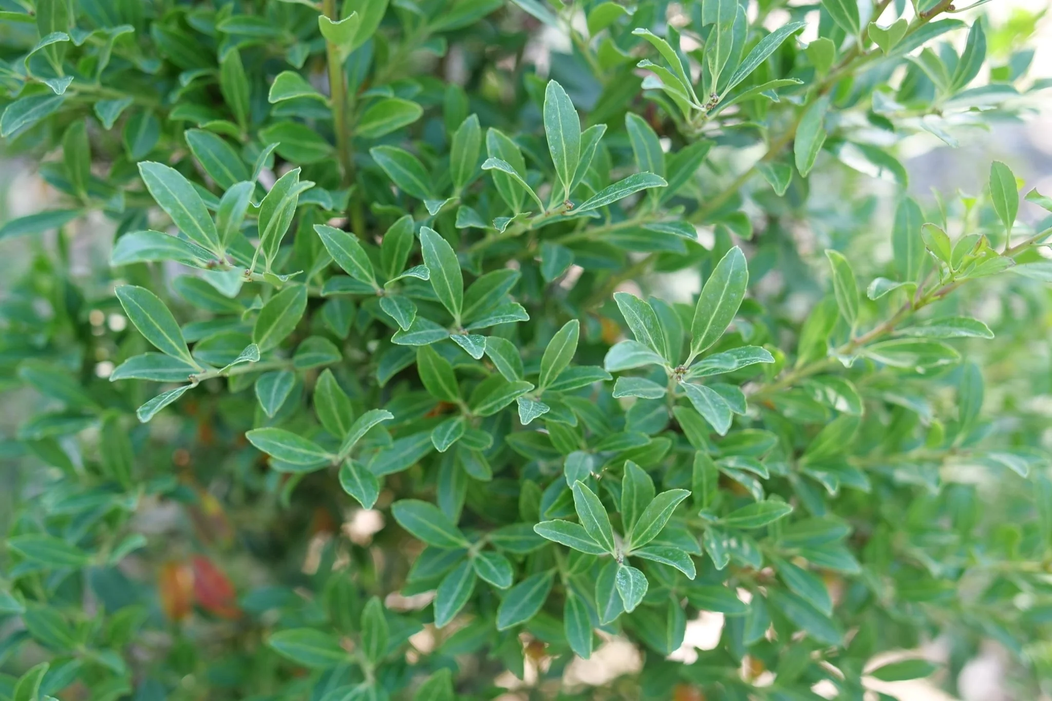 Squeeze Box® Inkberry Holly - Image 3