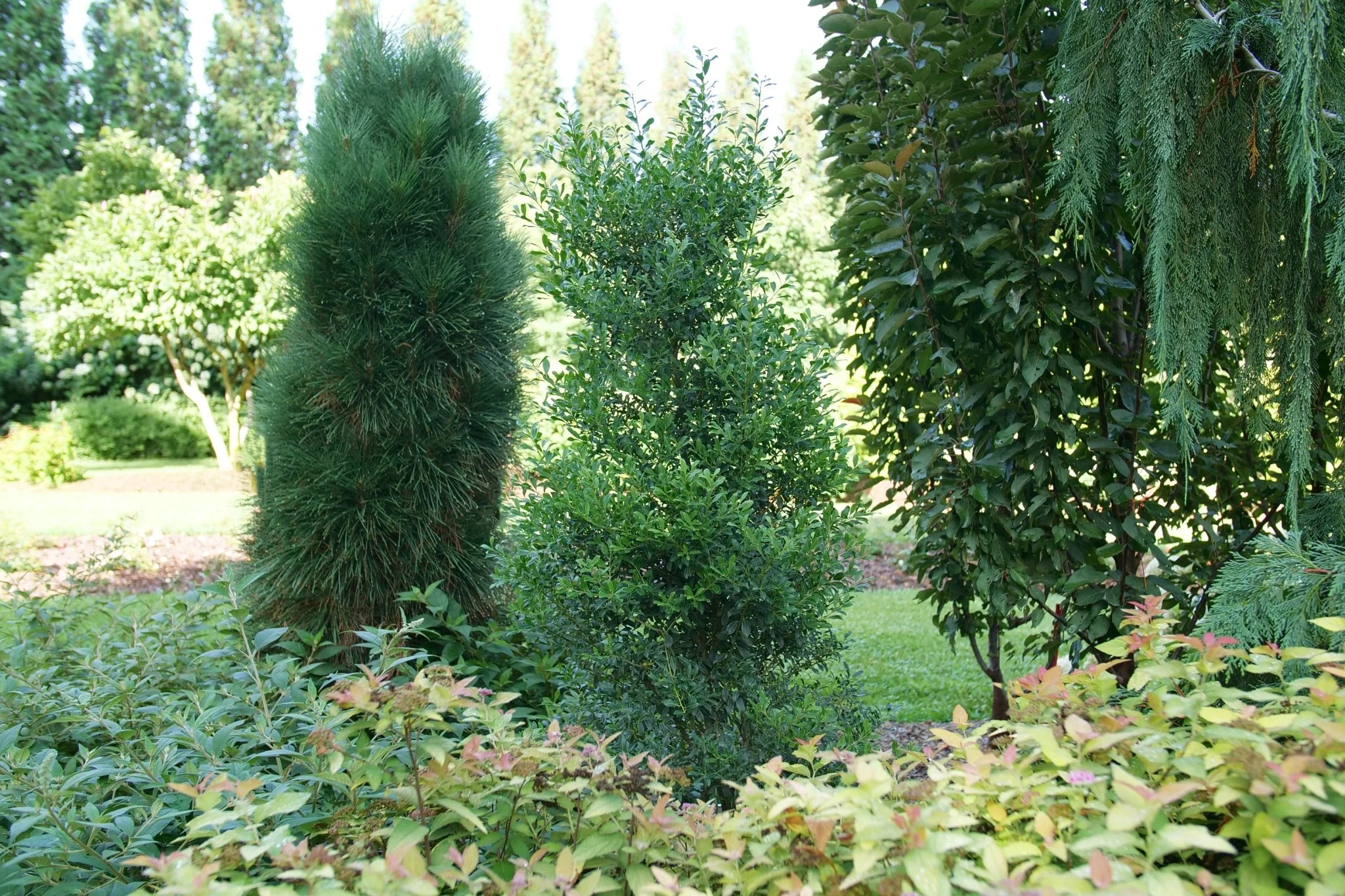 Squeeze Box® Inkberry Holly - Image 4