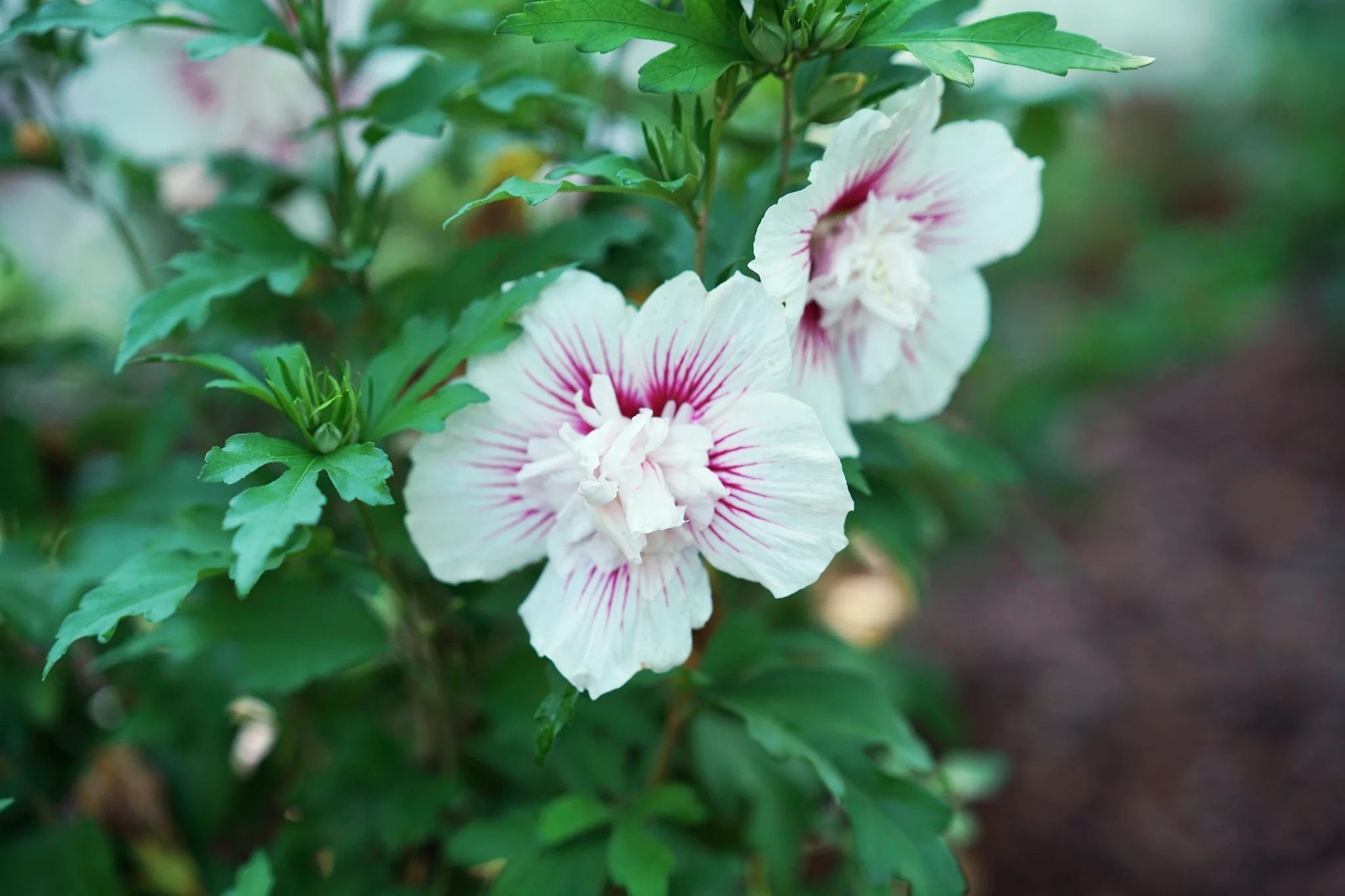 Starblast Chiffon® Rose of Sharon - Image 2