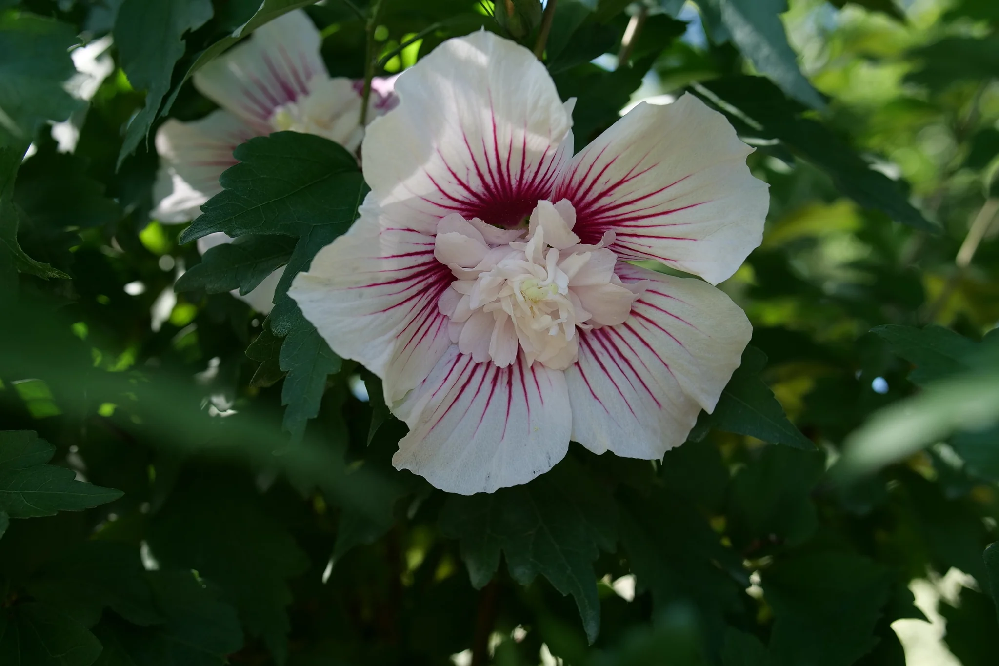 Starblast Chiffon® Rose of Sharon - Image 3