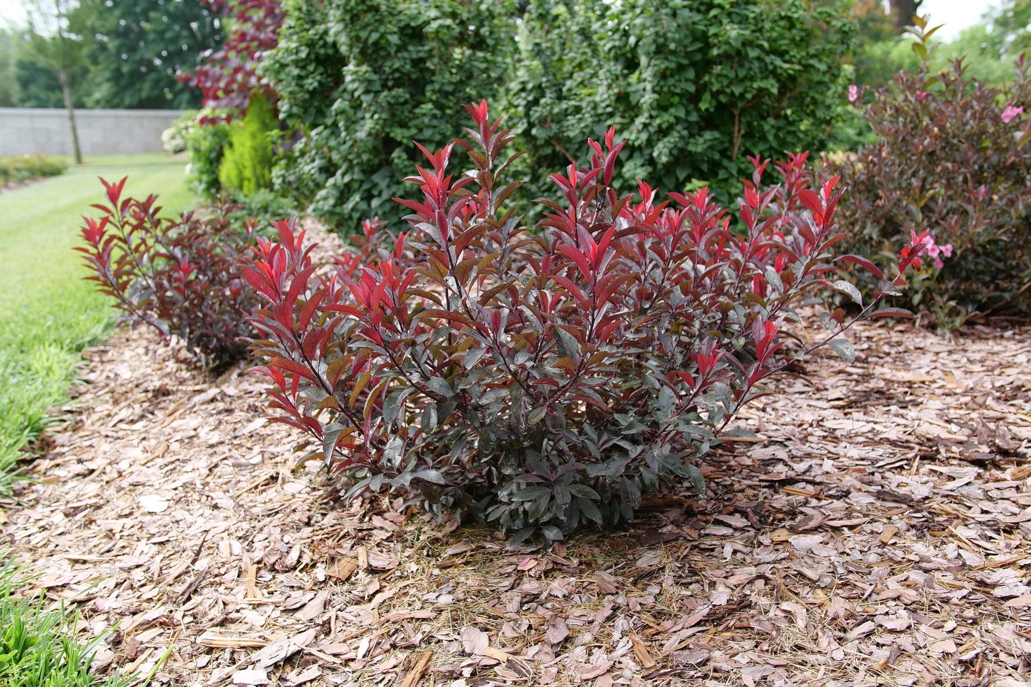 Stay Classy® Purple Leaf Sand Cherry