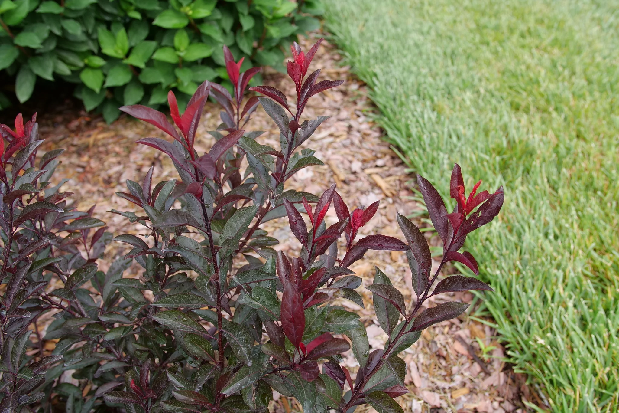 Stay Classy® Purple Leaf Sand Cherry - Image 2