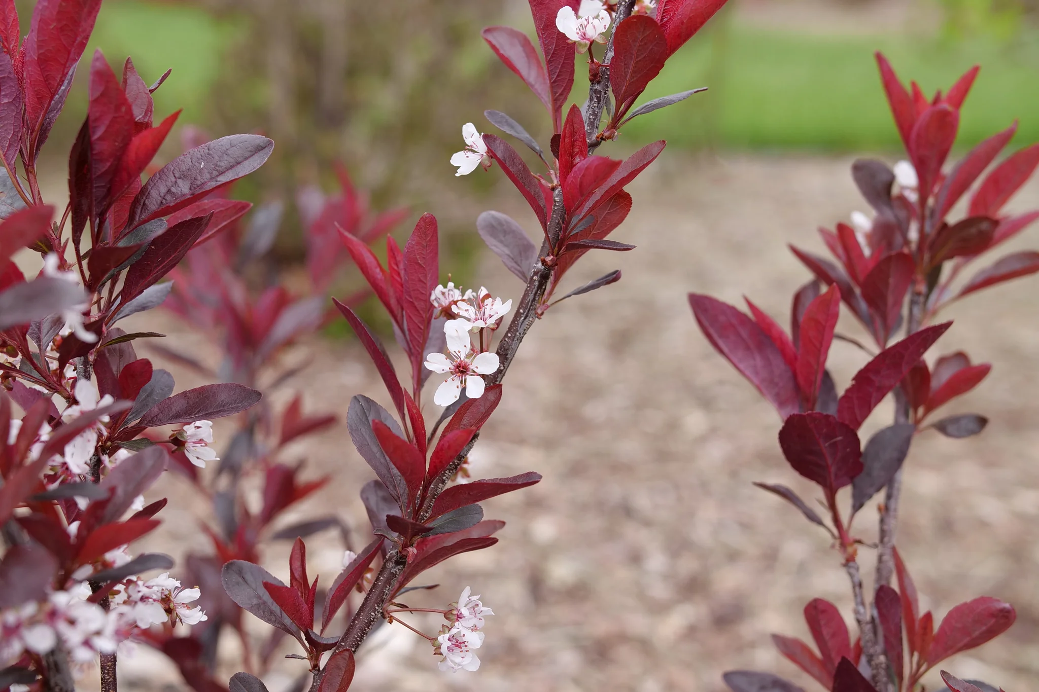 Stay Classy® Purple Leaf Sand Cherry - Image 3