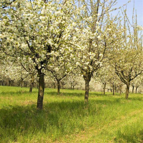 Stella Cherry Tree - Image 2