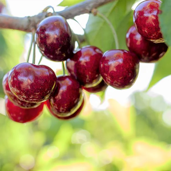 Stella Cherry Tree - Image 3