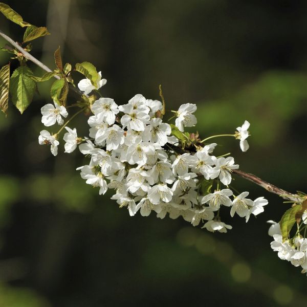 Stella Cherry Tree - Image 4