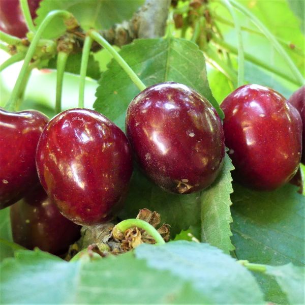 Stella Cherry Tree - Image 5