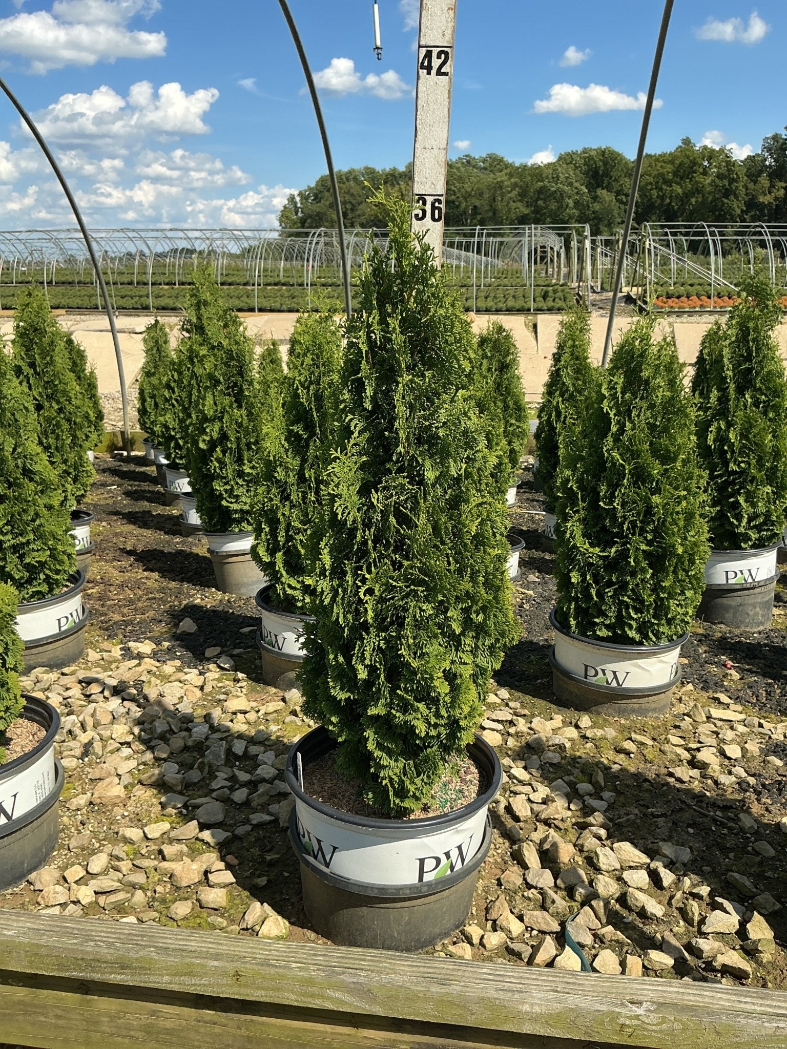 Sting® Arborvitae - Image 2
