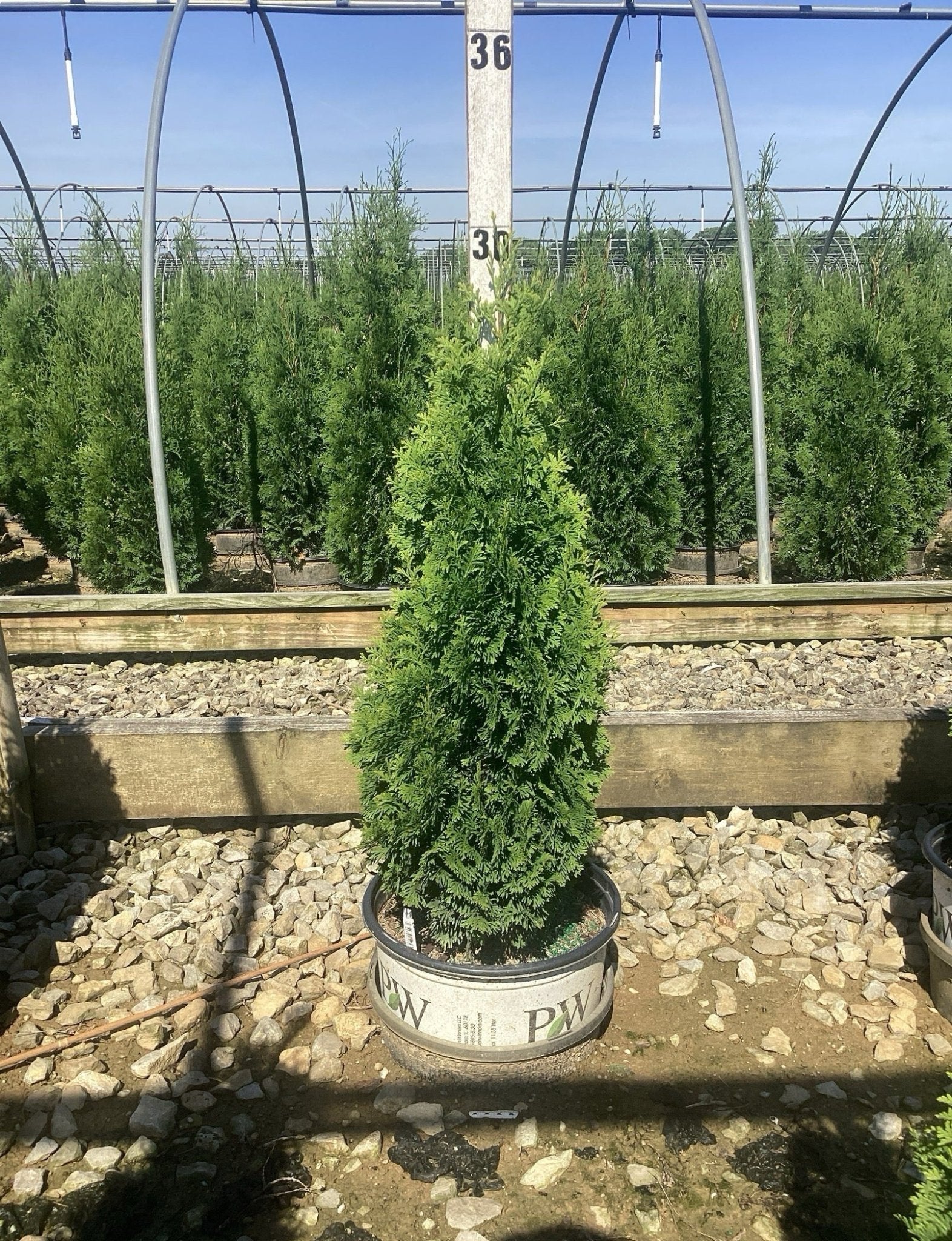 Sting® Arborvitae - Image 3