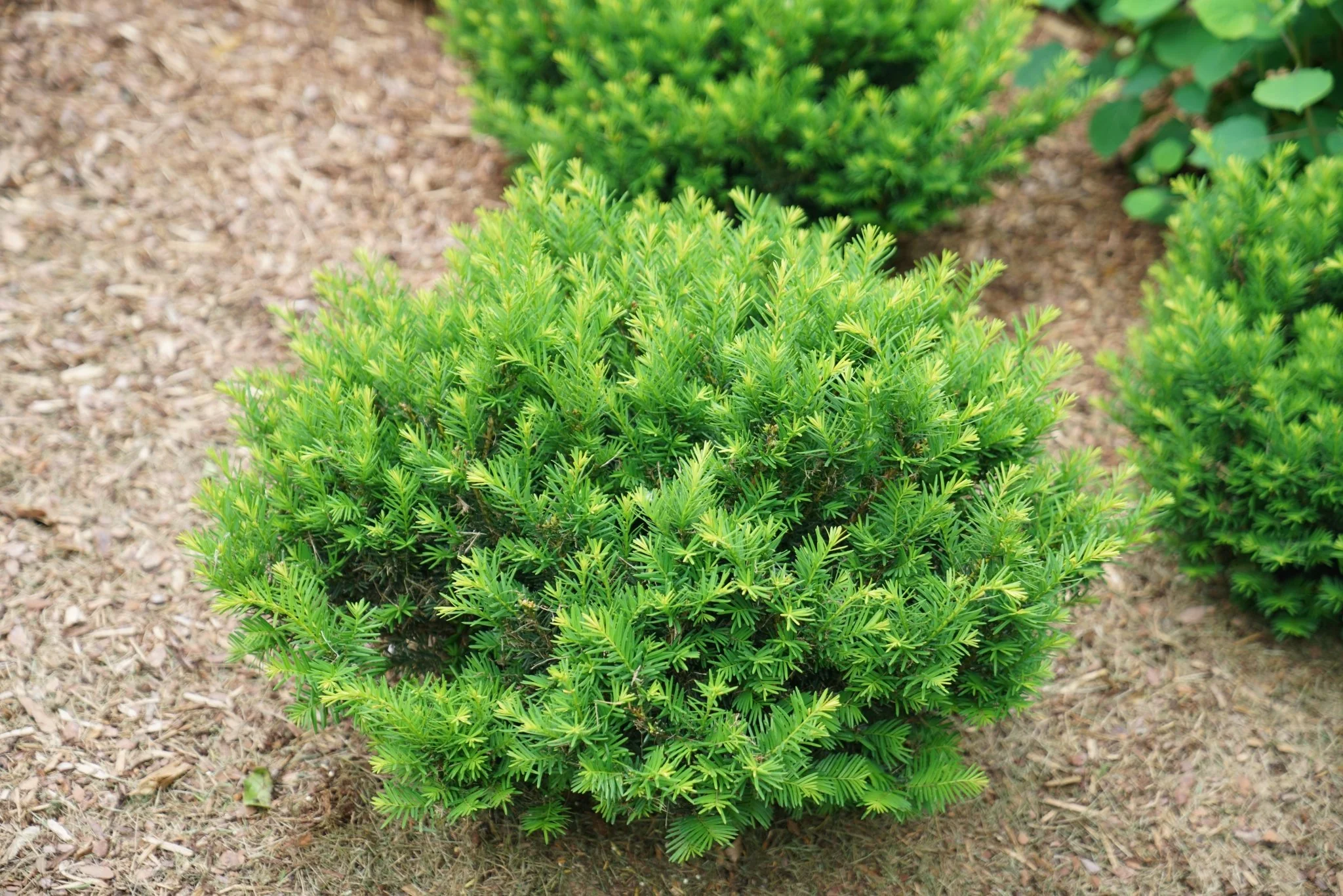 Stonehenge Dark Druid® Yew - Image 3