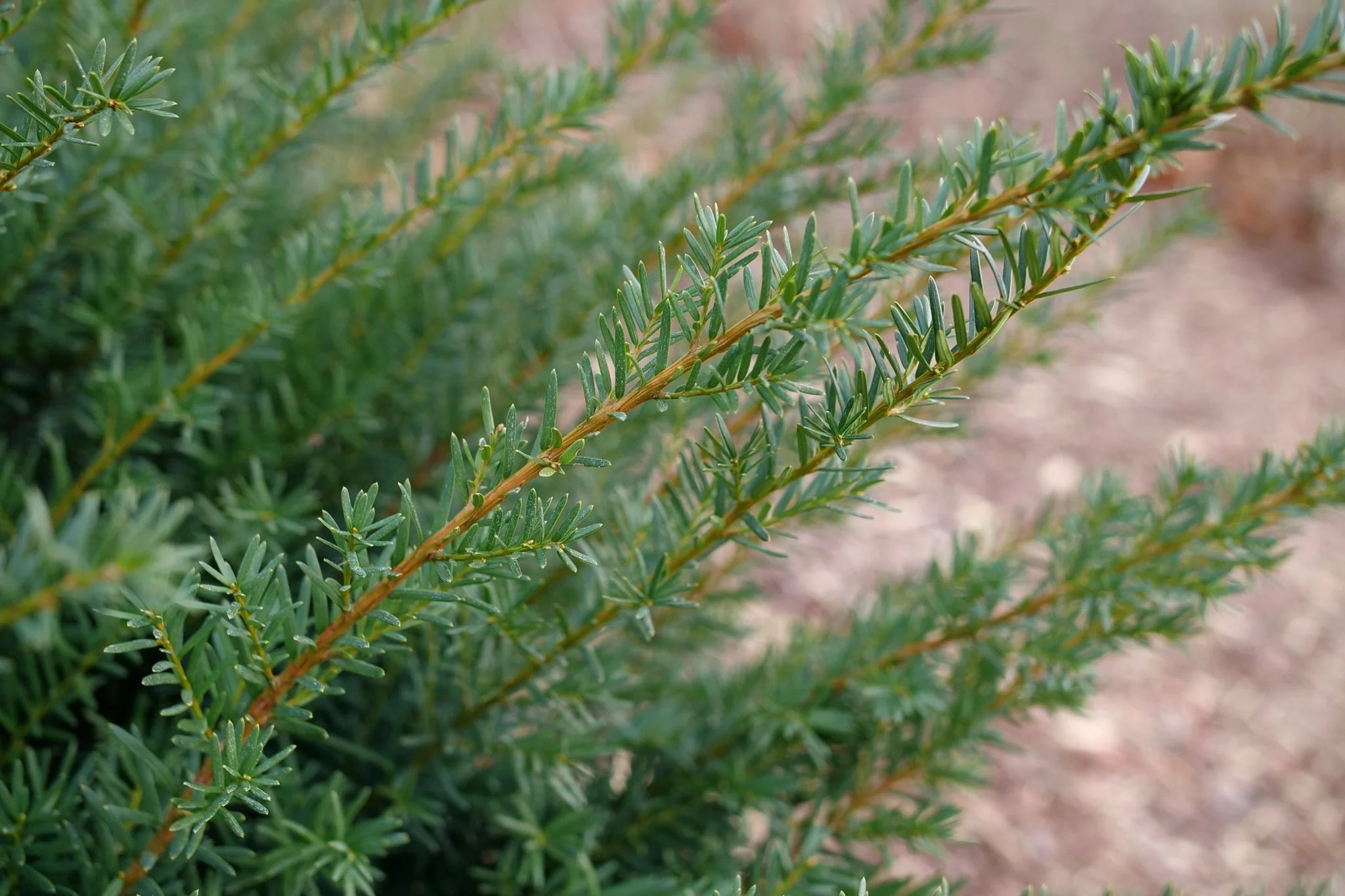 Stonehenge Dark Druid® Yew - Image 4