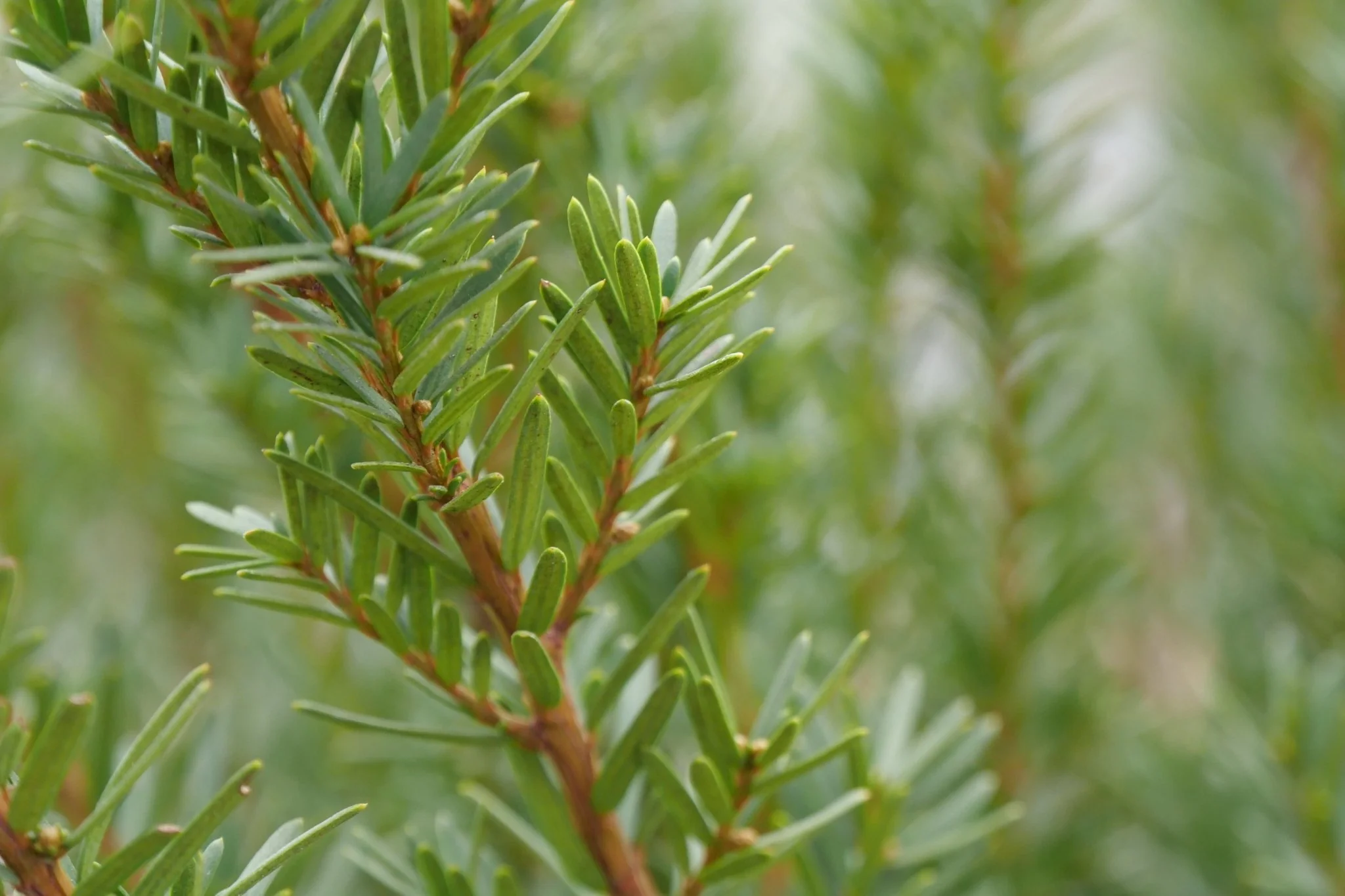 Stonehenge Dark Druid® Yew - Image 5
