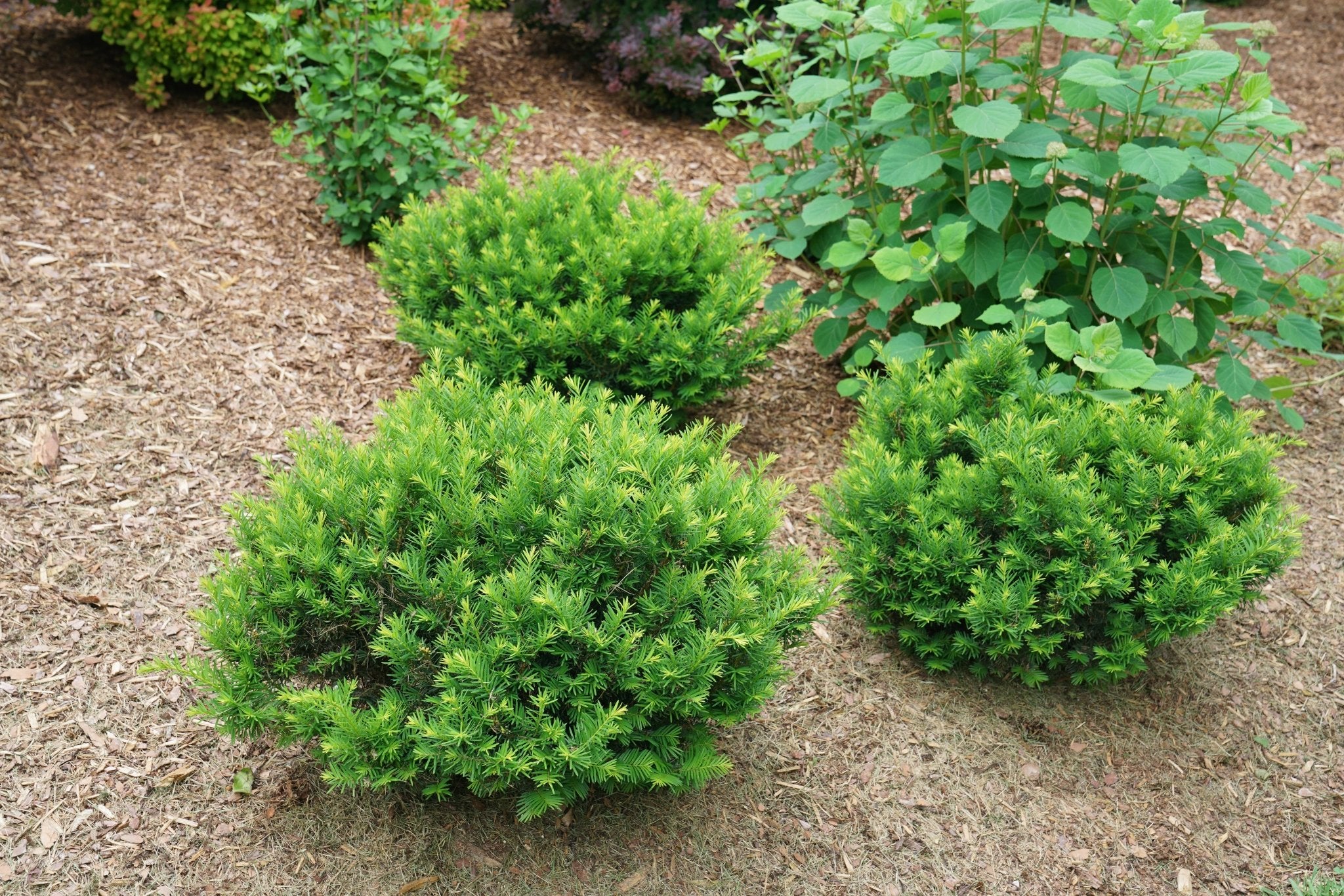 Stonehenge Dark Druid® Yew - Image 6
