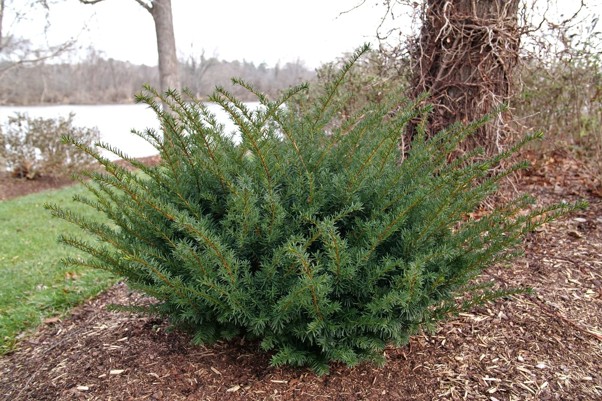 Stonehenge Dark Druid® Yew - Image 7