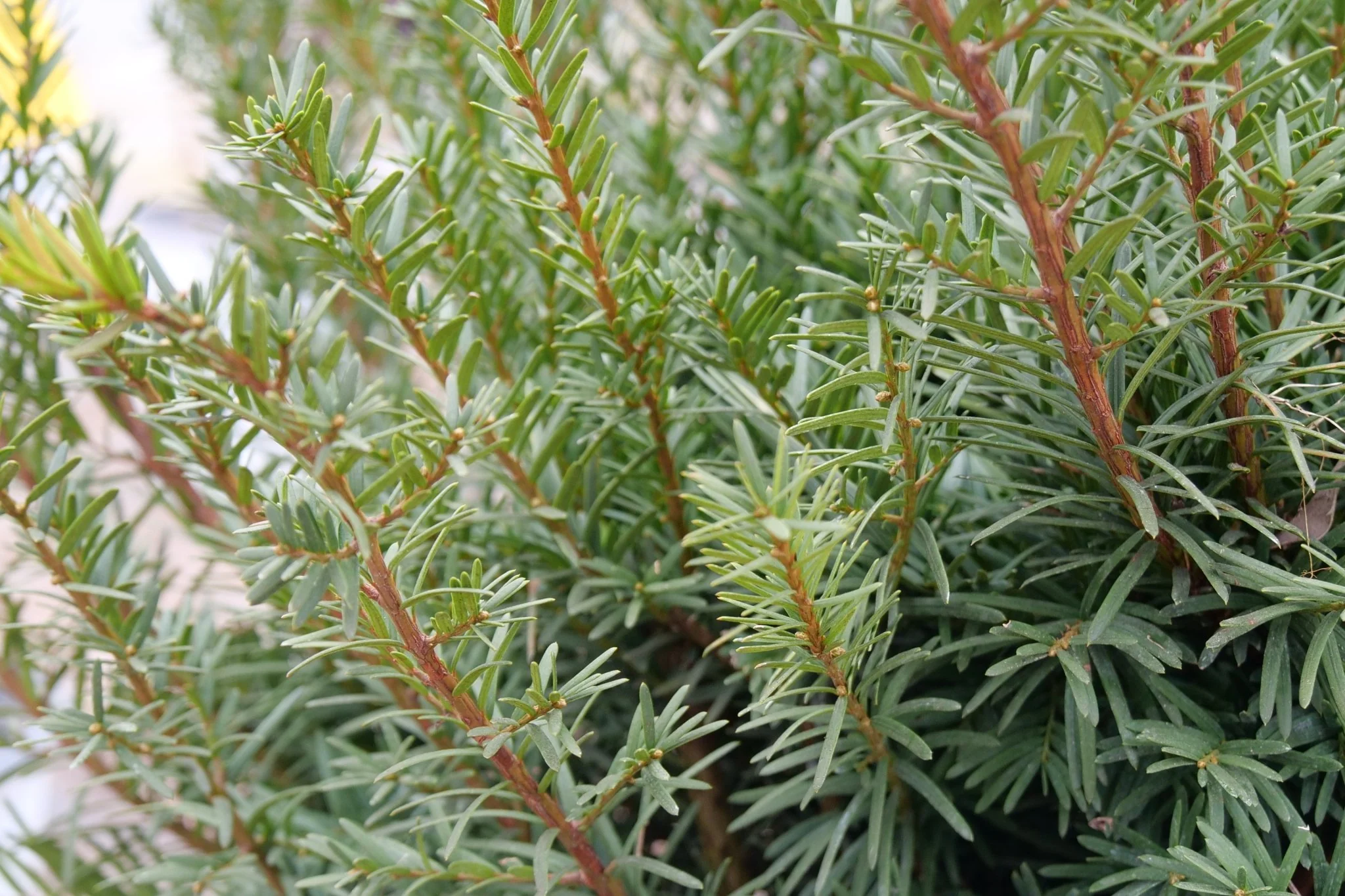 Stonehenge Dark Druid® Yew - Image 8