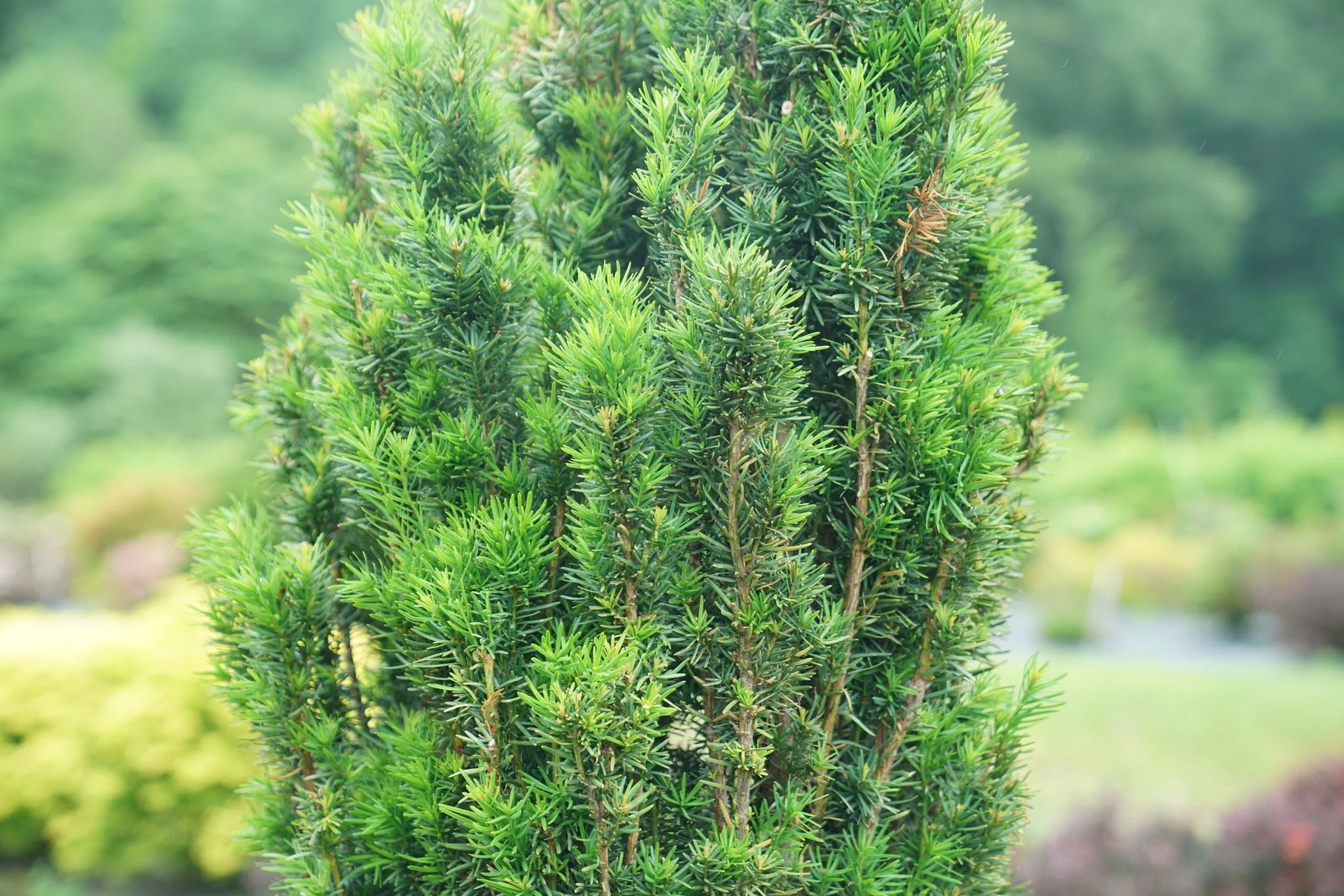 Stonehenge® Yew - Image 3