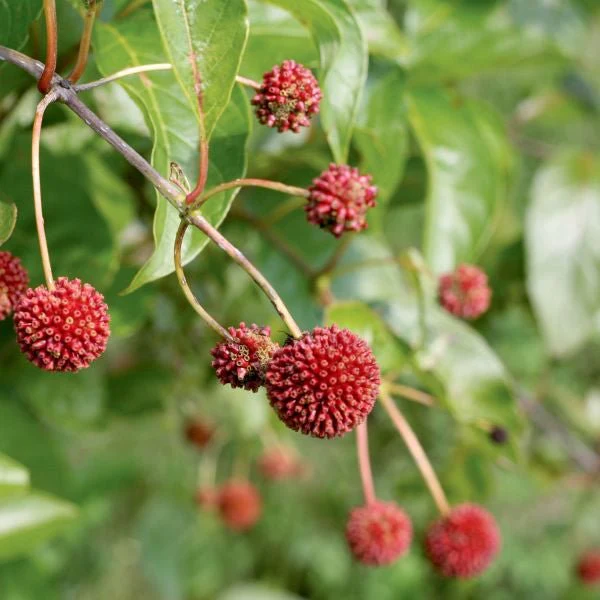 Sugar Shack® Buttonbush - Image 2