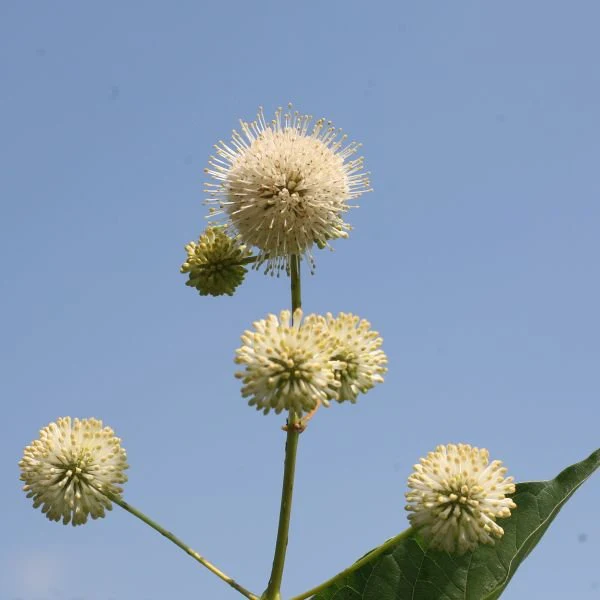 Sugar Shack® Buttonbush - Image 3
