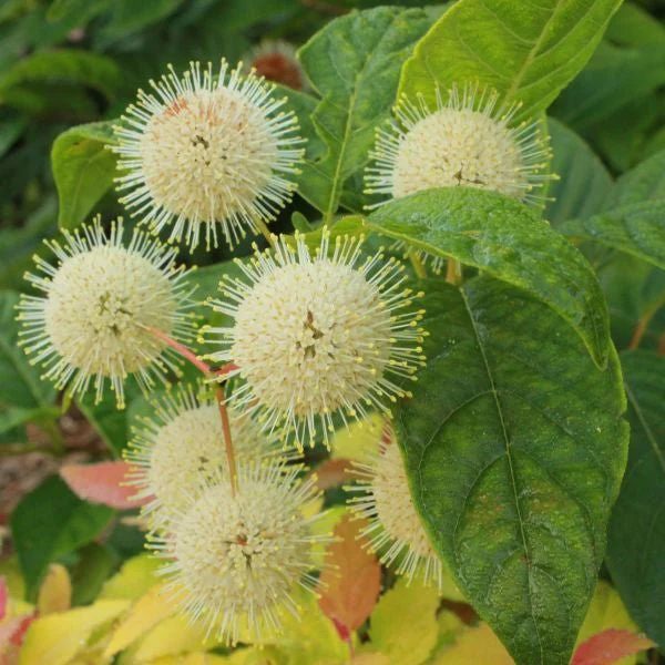 Sugar Shack® Buttonbush - Image 4
