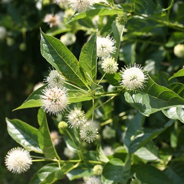 Sugar Shack® Buttonbush - Image 5