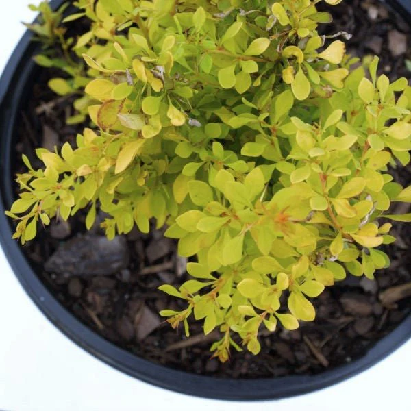 Sunjoy® Citrus Barberry - Image 3