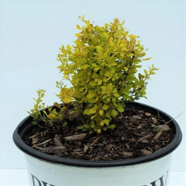 Sunjoy® Citrus Barberry - Image 4