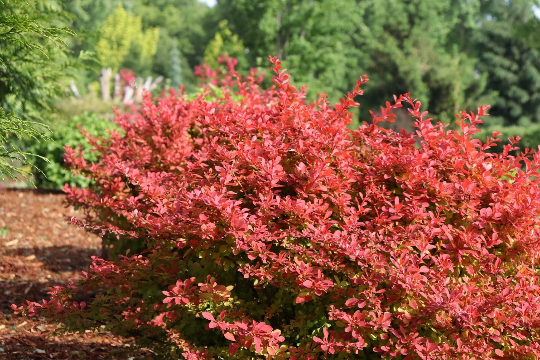 Sunjoy Fast Neo Barberry