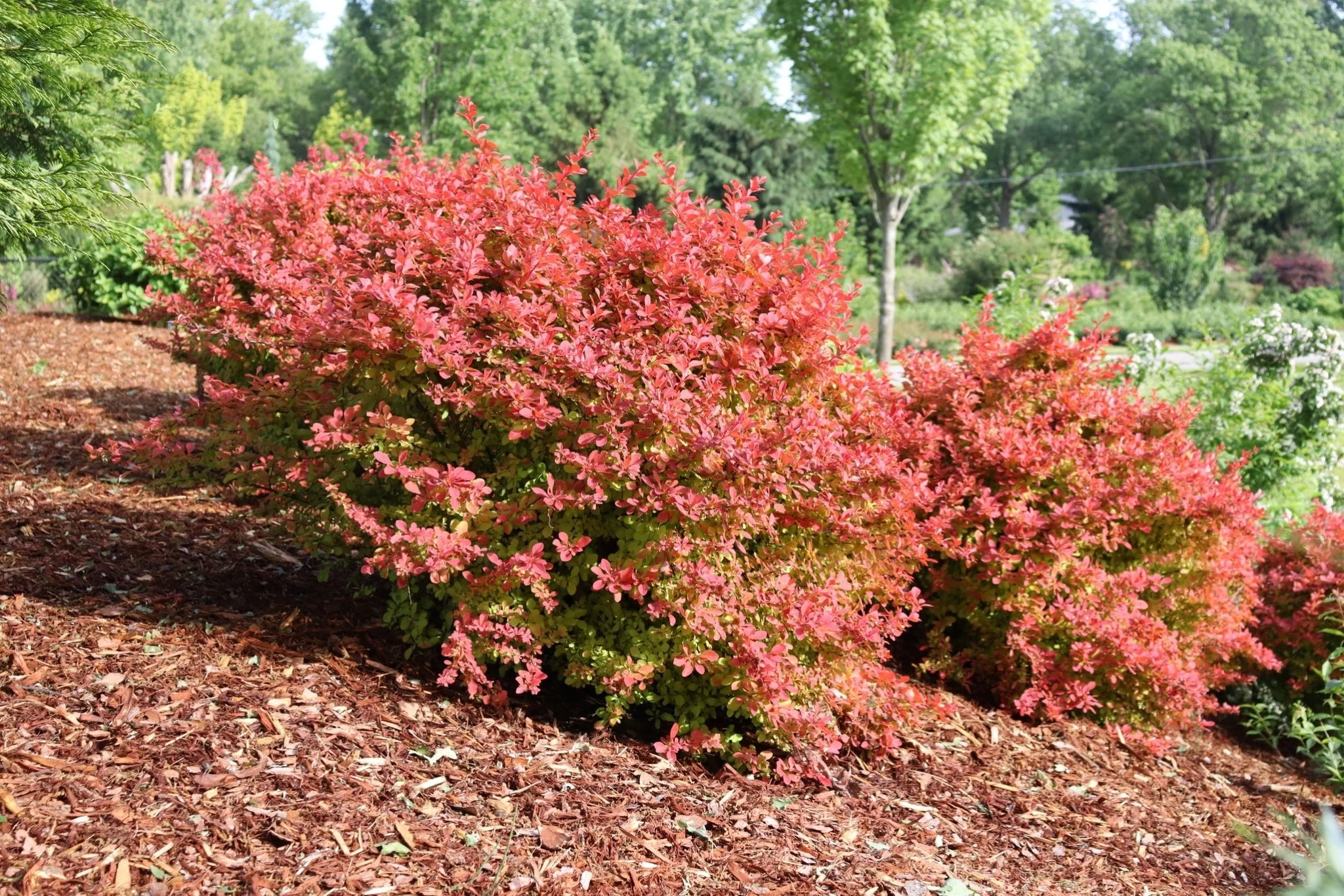 Sunjoy Fast Neo Barberry - Image 2