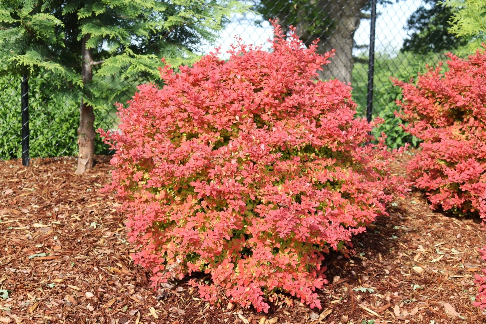 Sunjoy Fast Neo Barberry - Image 3