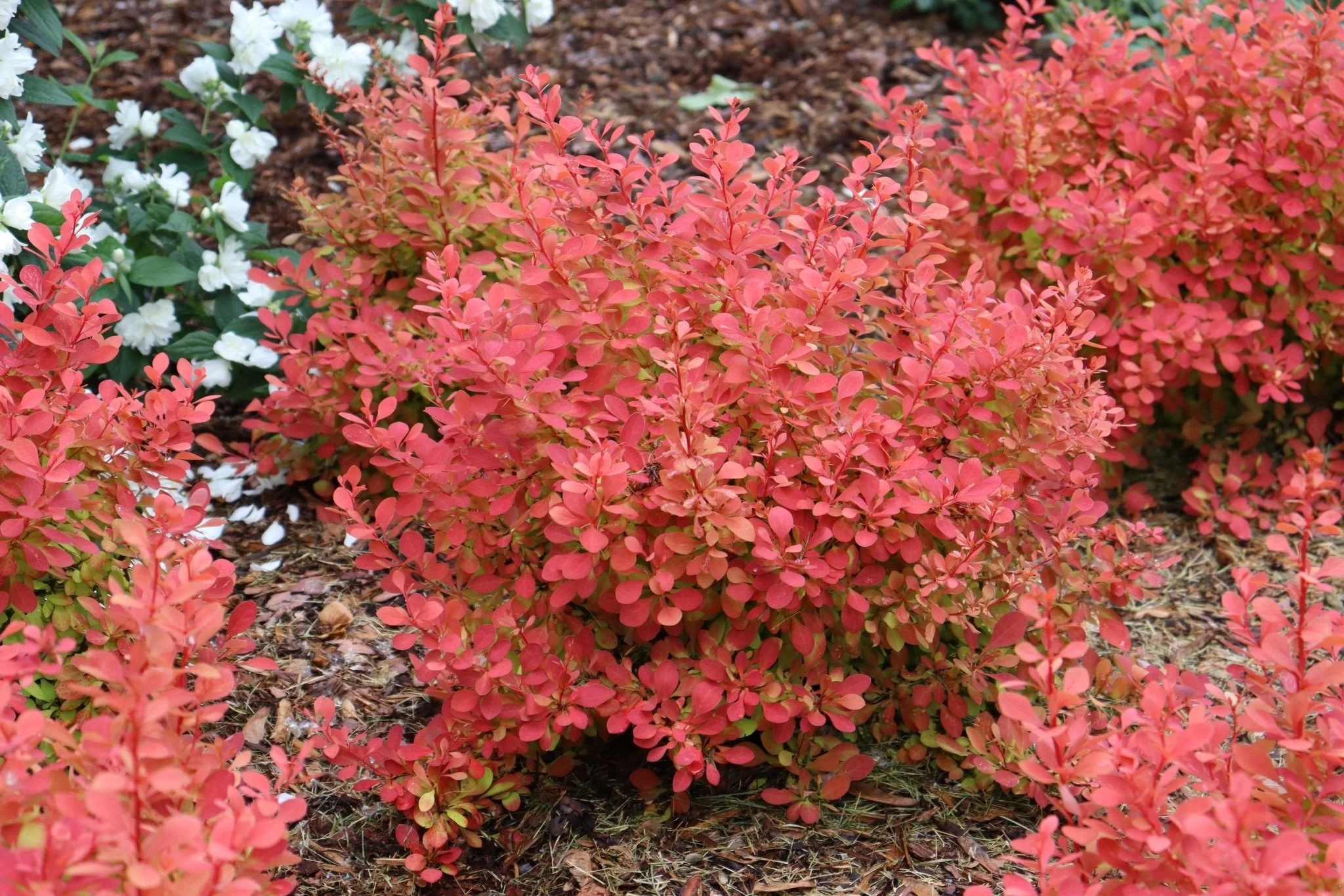 Sunjoy Neo® Barberry - Image 2
