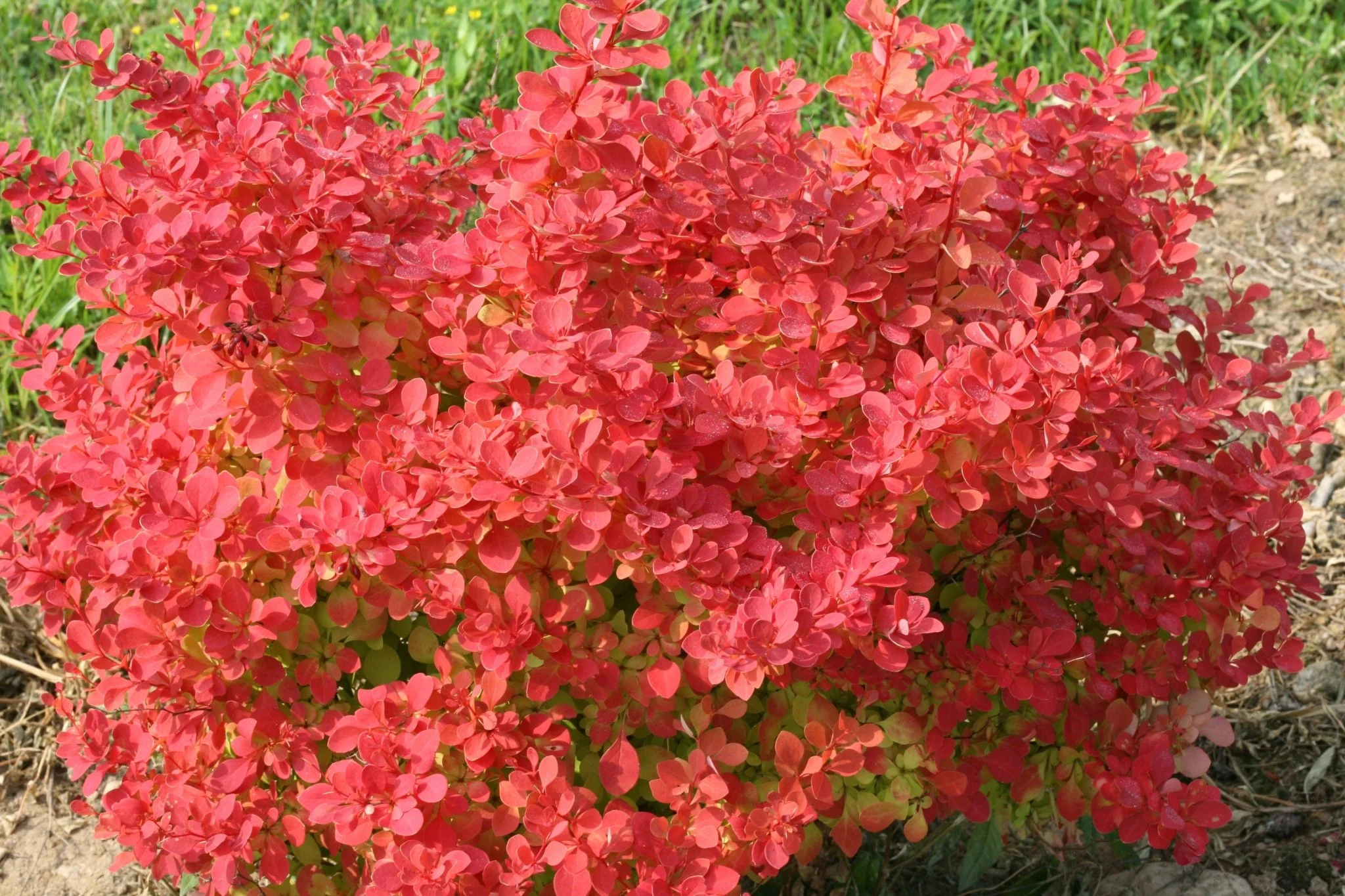 Sunjoy Neo® Barberry - Image 3